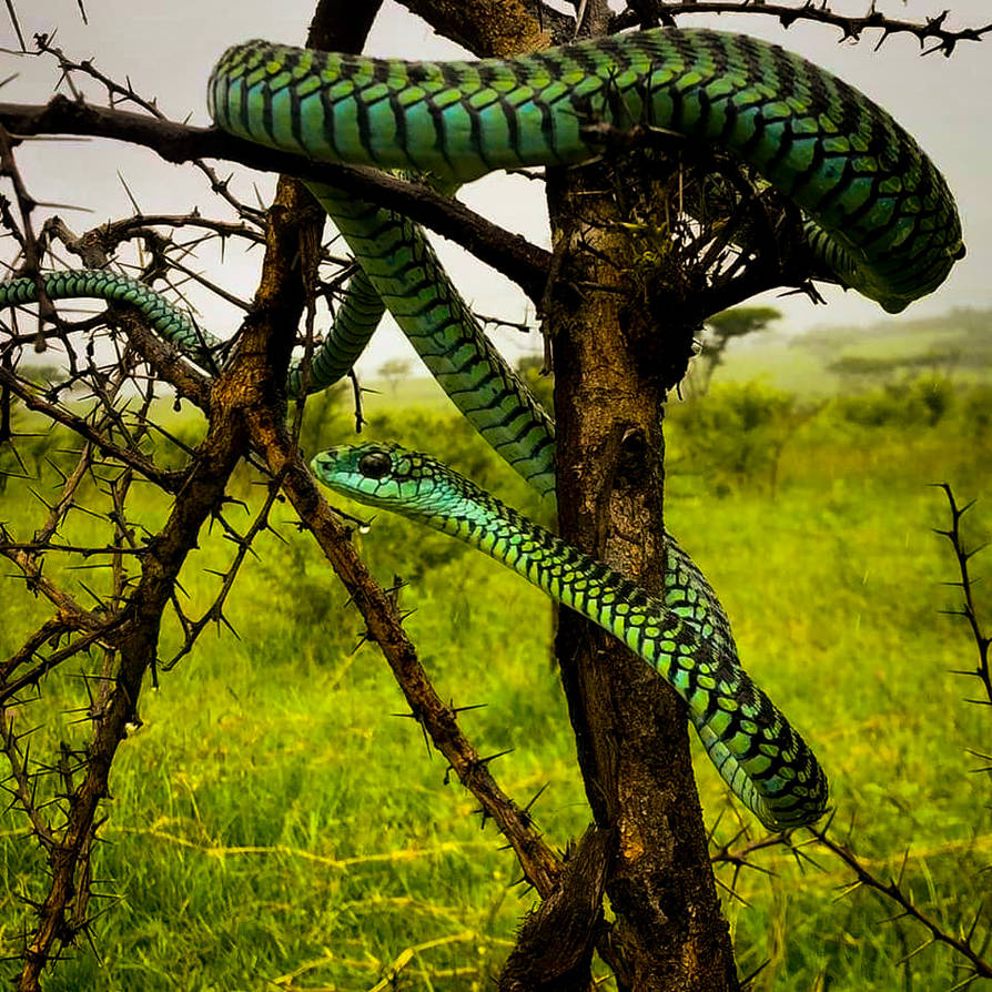 Snake Bumerang Boomslang Snake by Mmbseven on DeviantArt