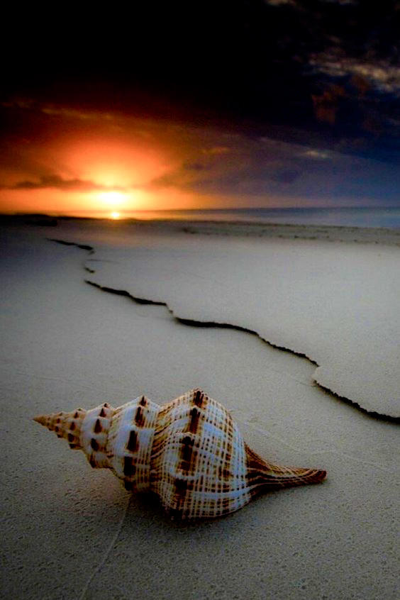 Sunset Shell by Mmbseven on DeviantArt