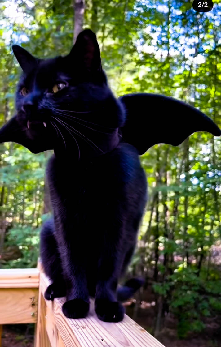 Bat Cat by Mmbseven on DeviantArt