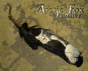 Arctic fox feather