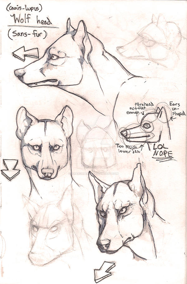 Wolf anatomy furless heads