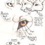 Wolf eye anatomy page