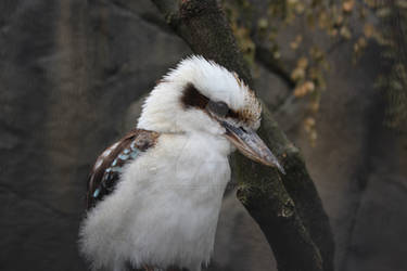 2018/07/13 - Bird #2