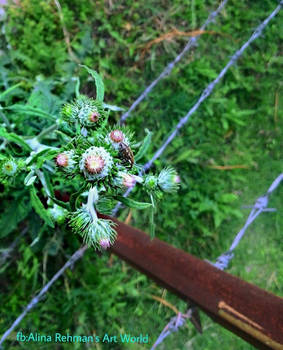 Milk Thistle and a bug