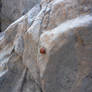 Ladybug Cliffside