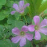 Purple Clover