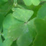 Clover