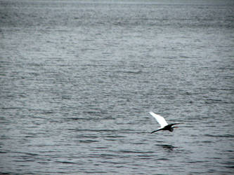 Great Egret