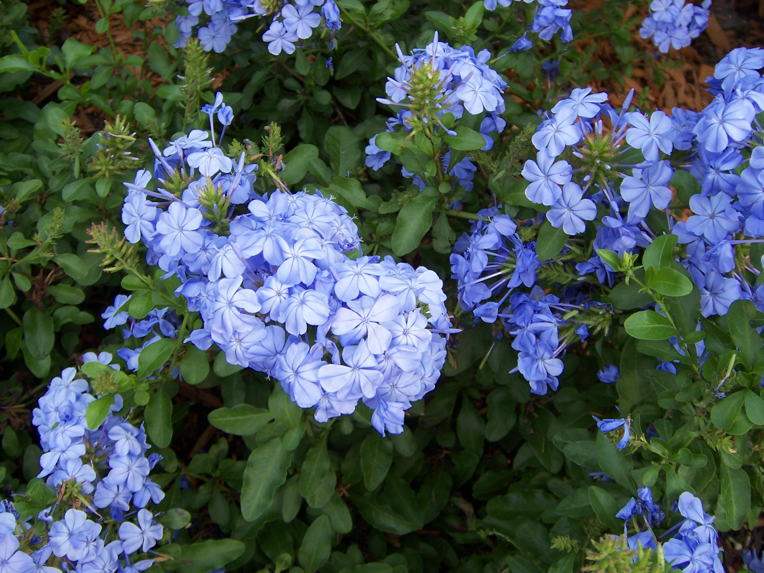 Periwinkle Flowers