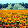 Marigolds Field