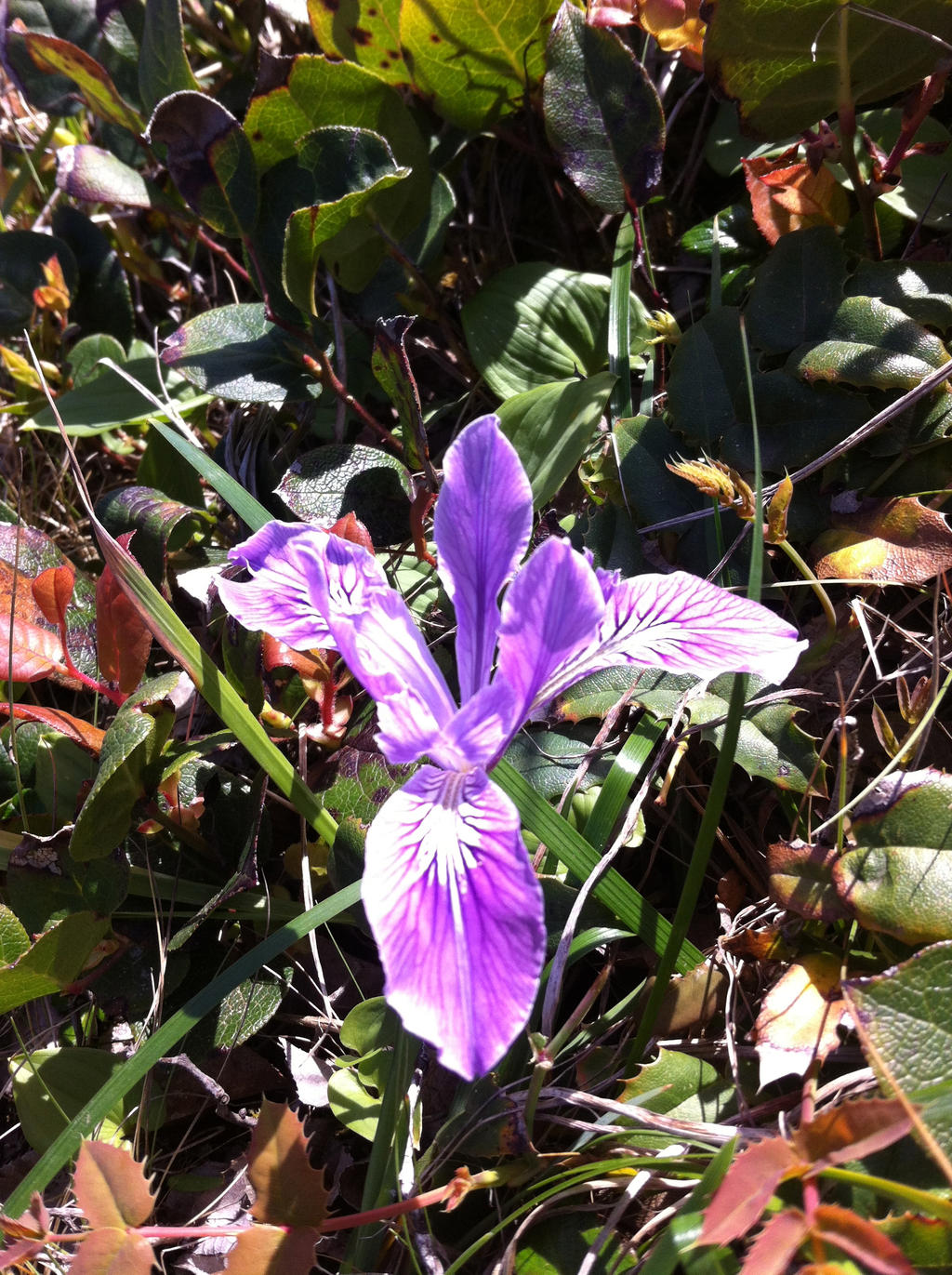 Wild/Feral Iris