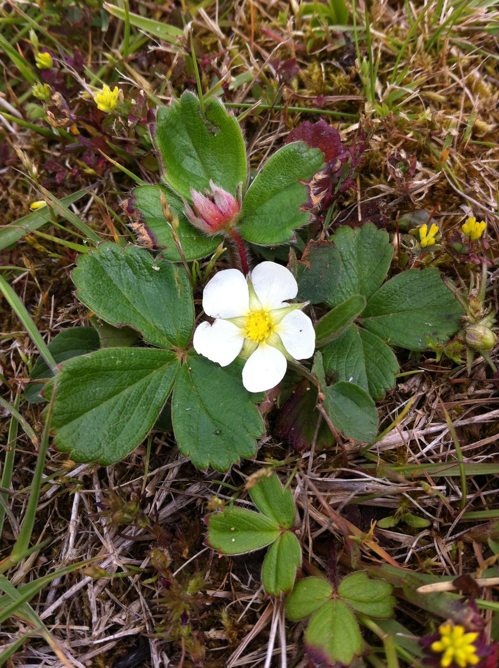 Wild Strawberry #2