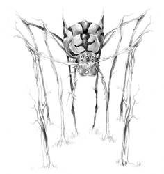 Gollumeth-Bantius Tree Spider