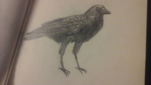 crow drawing