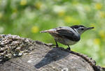 Nuthatch