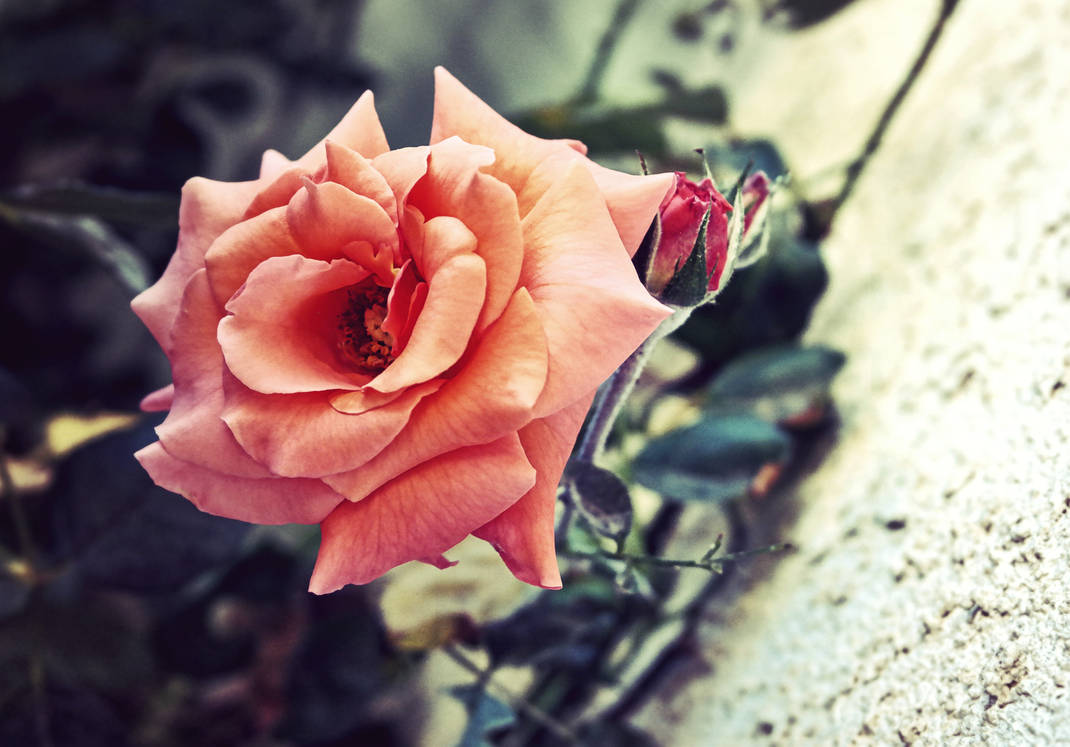 Rosey by Mimya