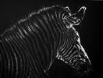- Zebra - by AquilaChrysaetos