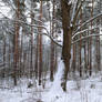 Balaton Uplands Forest