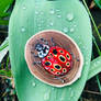 Ladybird