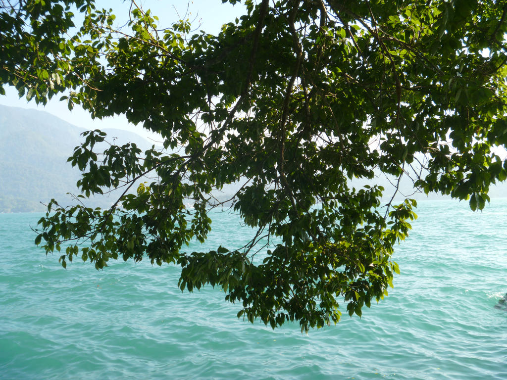 Overhead Tree by oODazzyOo on DeviantArt