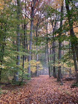 Mature Forest