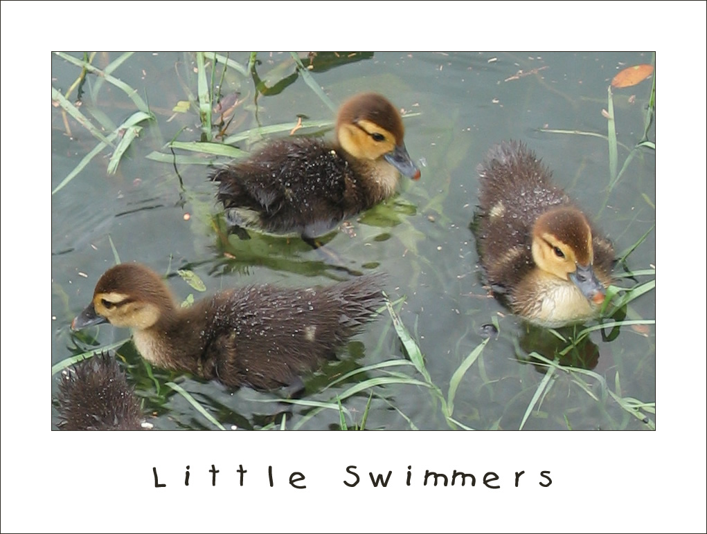 Little Swimmers