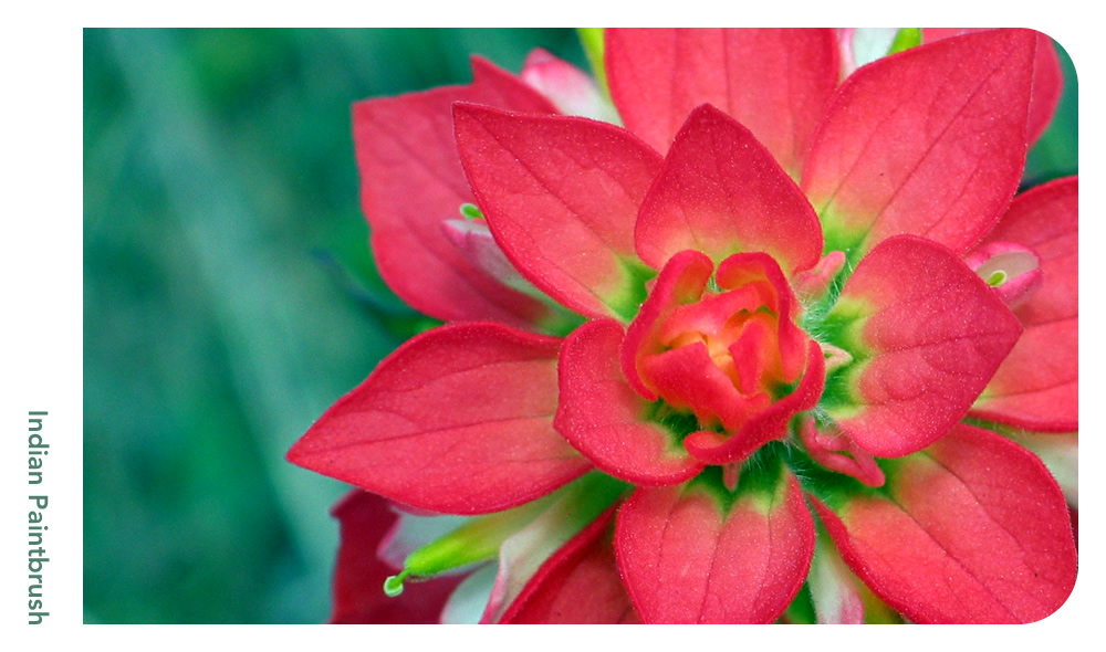 details - indian paintbrush