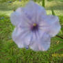 Purple Flower