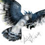 Harpy Eagle