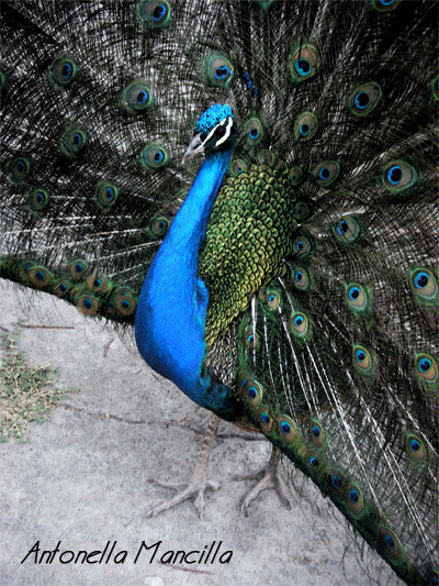 pavo real by AntoMT on DeviantArt