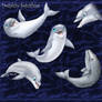 Dolphin Squishies