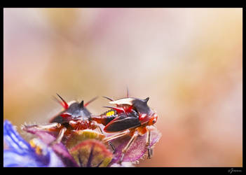 Membracidae nymphs