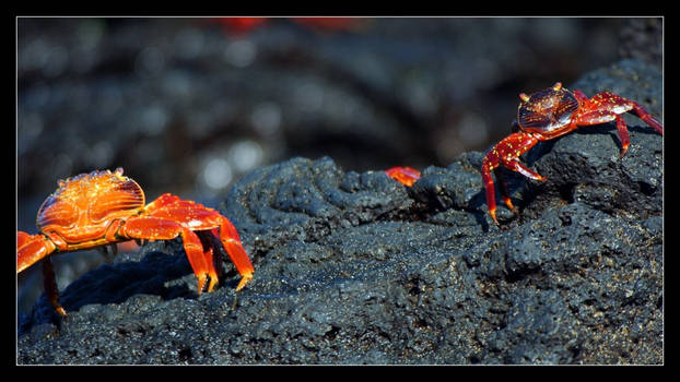 Galapagos 2009 17