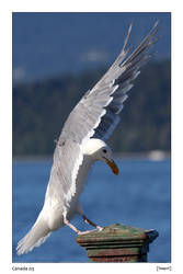 Sea gull