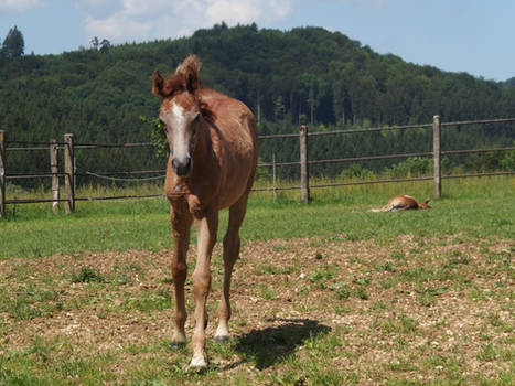 Arabian horse 6