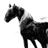 Black stallion