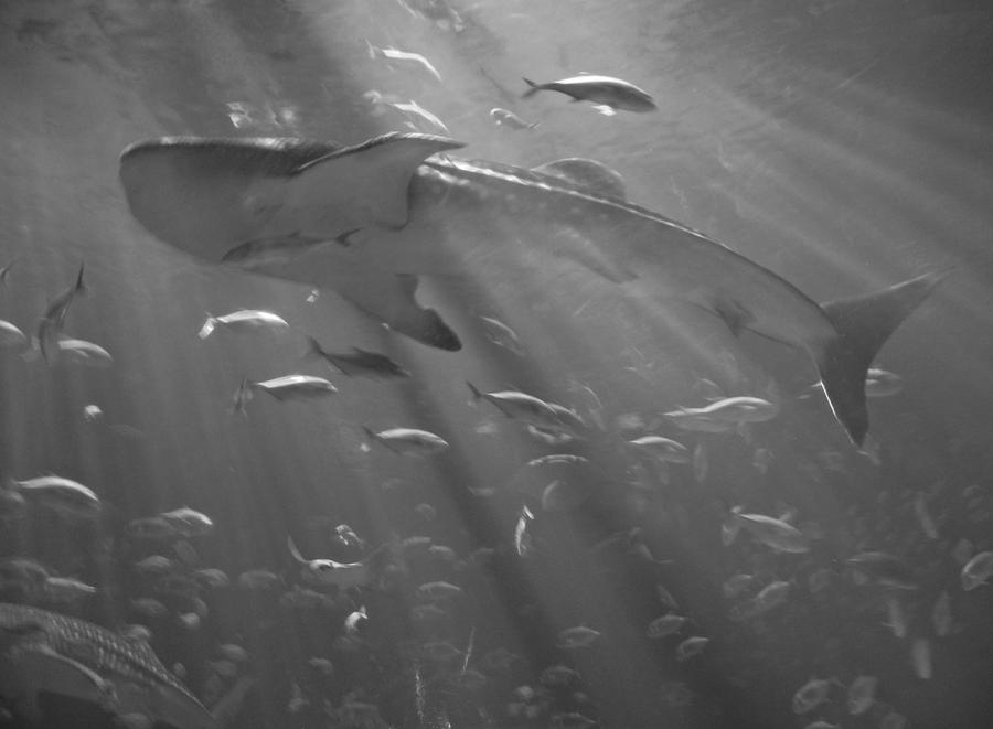 Whale Shark