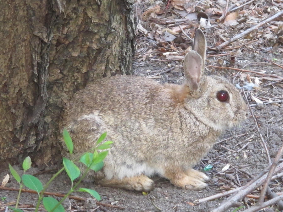 22nd April 2011 rabbit by gelflingjo on DeviantArt