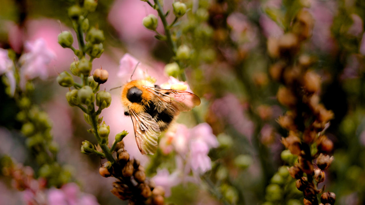 Bee... bzzz bzzzz