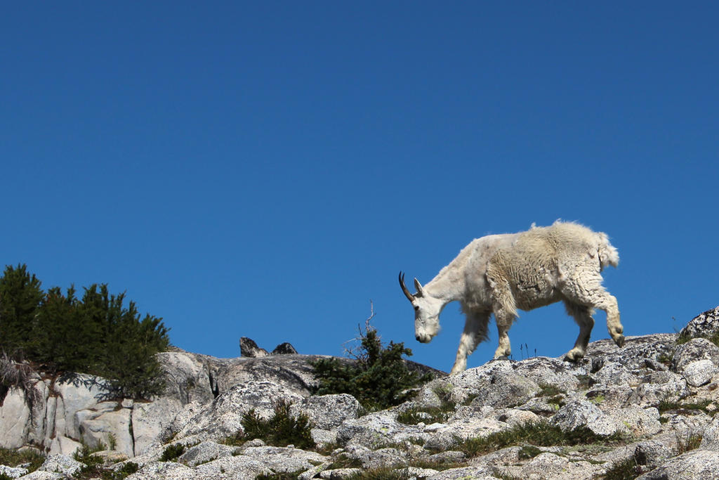 Walking on Top of the World