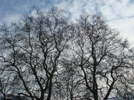 Gnarled Against The Sky