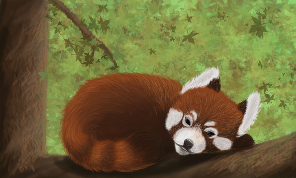 Panda Roux Powerpoint Panda roux by MissLittle-Nana on DeviantArt