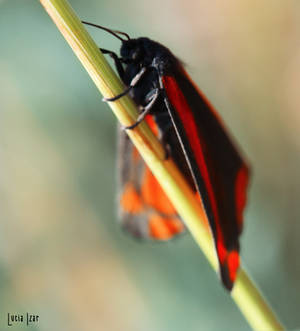 The Red and the Black