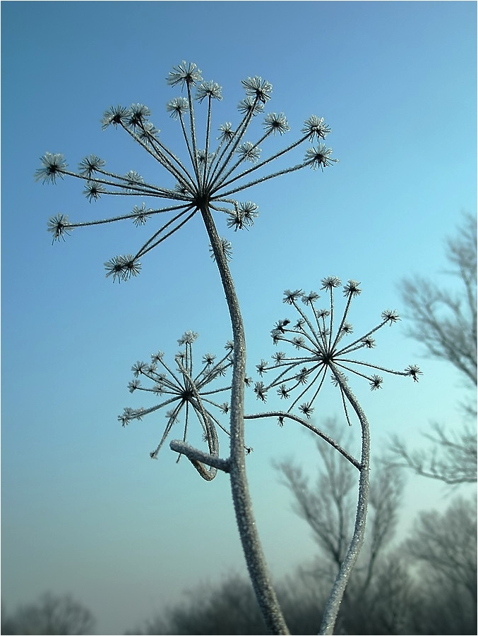 flowers from the winter garden