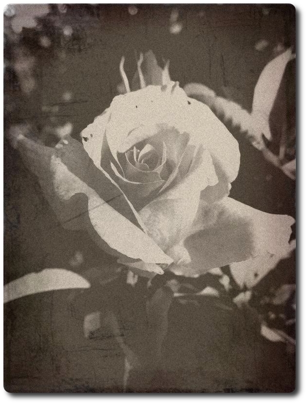 old photo series - flowers_4