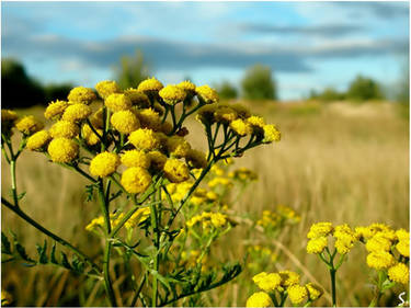 Common Tansy...