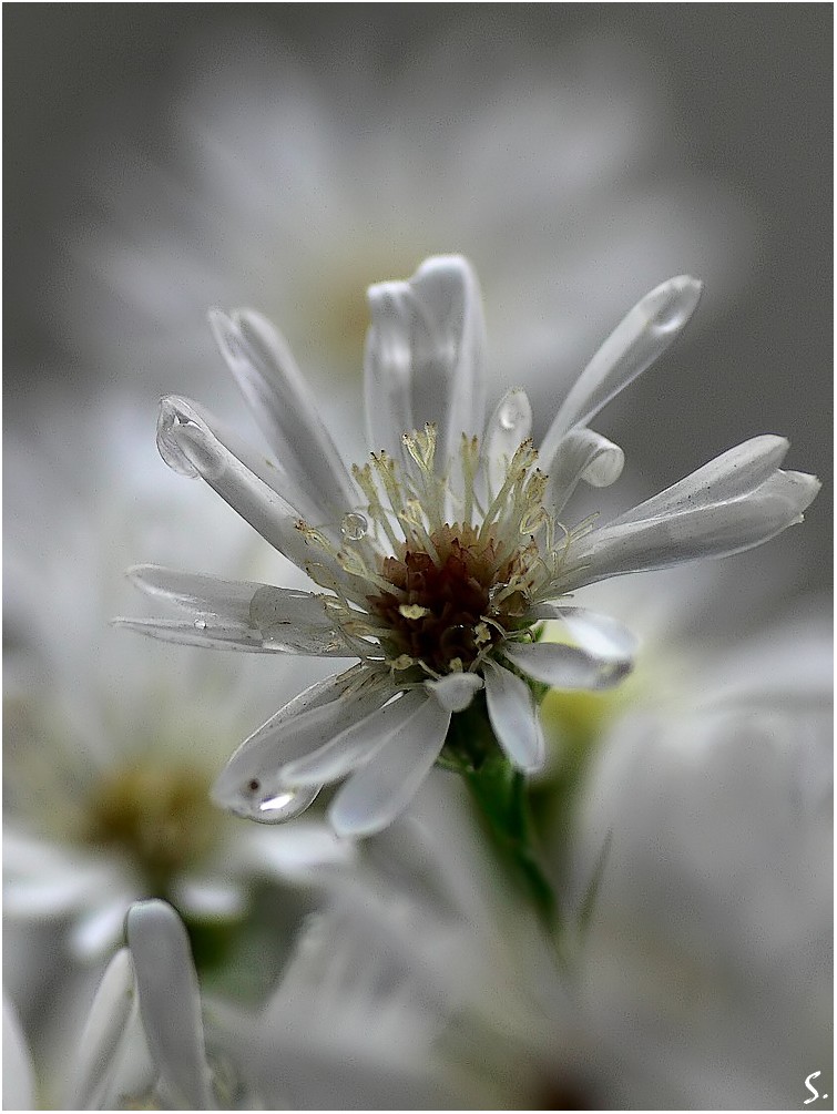 last flower from the garden_2