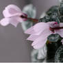 miniature cyclamens on