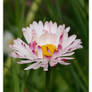 tiny beauty in the grass