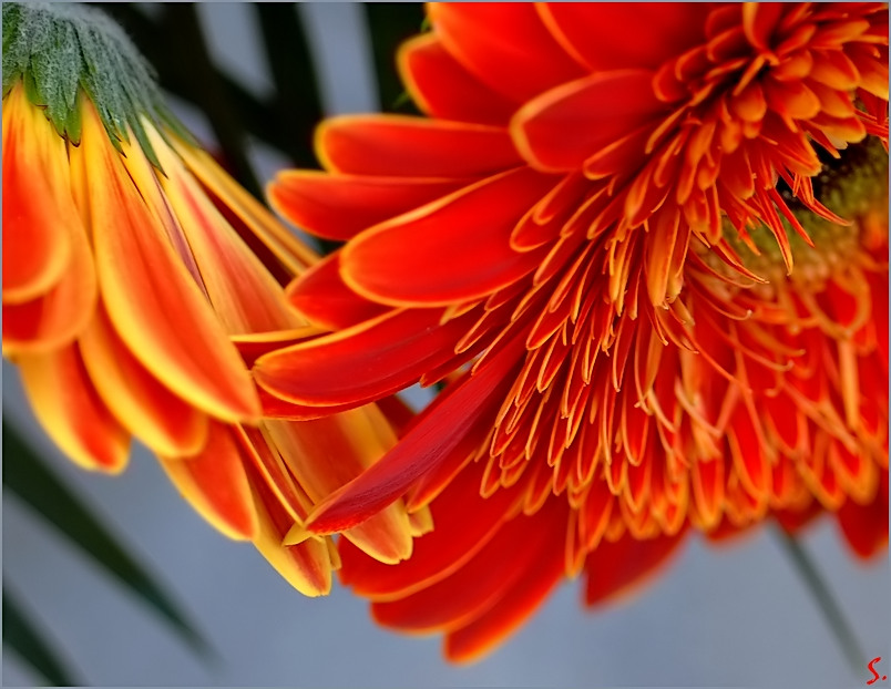 Gerbera Daisy